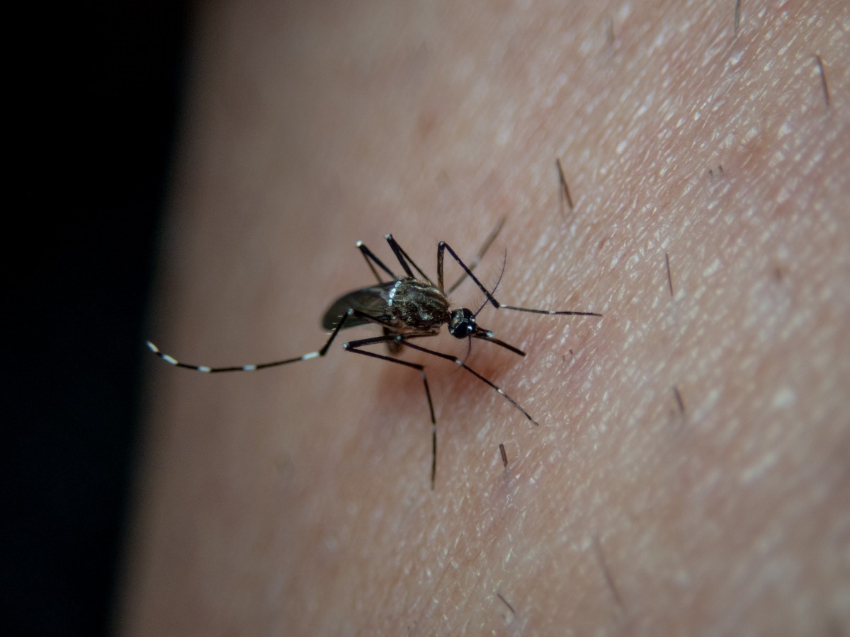 气候变化引起蚊虫泛滥 登革热疫情如何防控